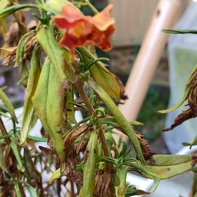 Photo of the plant species Lompoc Mesa Bush Monkeyflower by @KeyAmethius64 named Clooney on Greg, the plant care app
