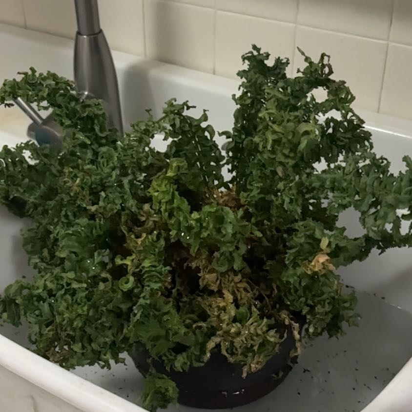 Photo of the plant species Emina Curly Boston Fern by @HunkyDouglasfir named Franny on Greg, the plant care app
