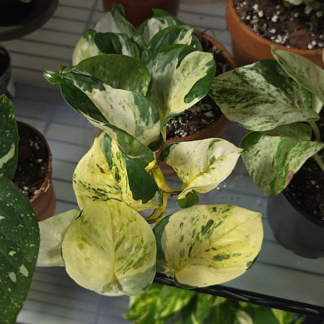 Photo of the plant species Epipremnum 'Happy Leaf' by @SavoryPersia91 named ChloroPhil on Greg, the plant care app