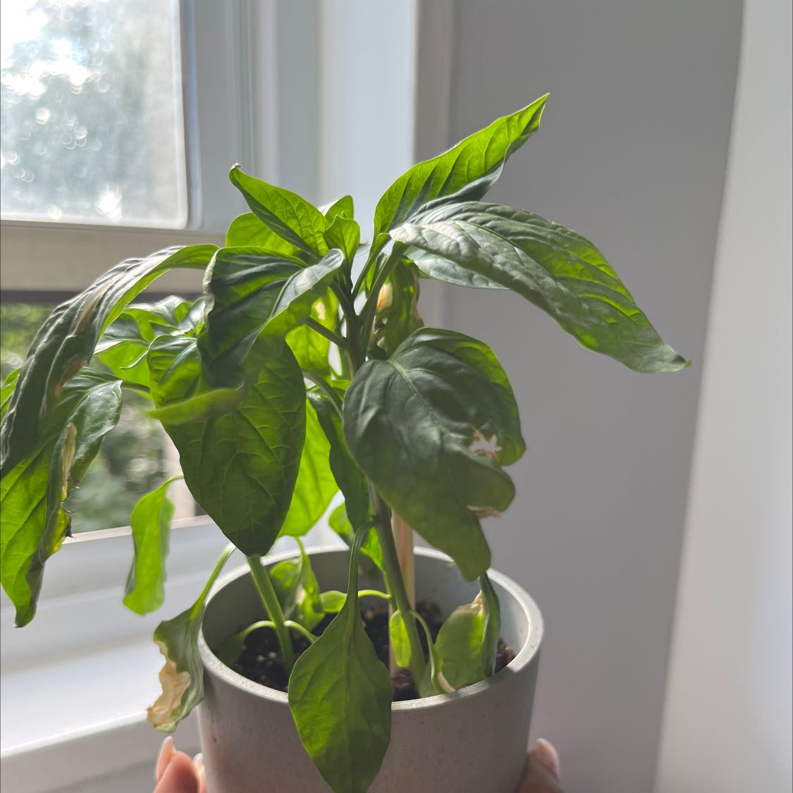 Photo of the plant species Pepper Plant by @Jennn named jalapeño on Greg, the plant care app