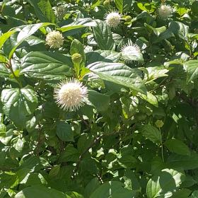 Photo of the plant species Common Buttonbush by @GemWeed36 named Forrest on Greg, the plant care app