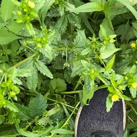 Photo of the plant species Norwegian Cinquefoil by @GemWeed36 named Kobe on Greg, the plant care app