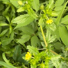 Photo of the plant species Norwegian Cinquefoil by @GemWeed36 named Maya on Greg, the plant care app