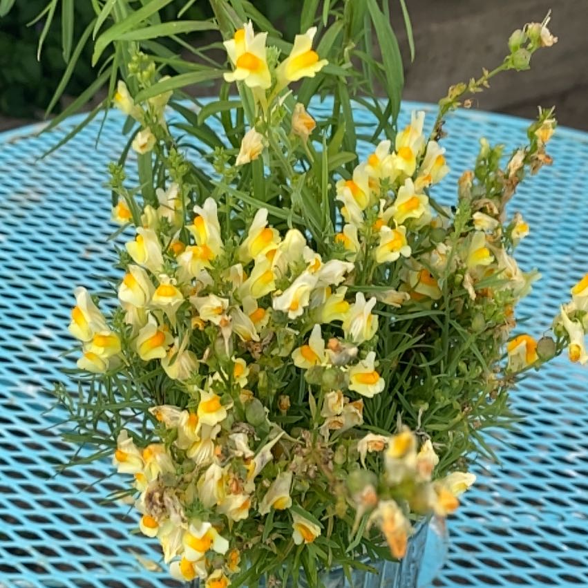 Photo of the plant species Butter and Eggs by @GemWeed36 named Bigleef Smalls on Greg, the plant care app