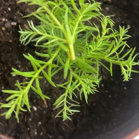 Photo of the plant species Redwood by @JoyousHope named Stoic on Greg, the plant care app