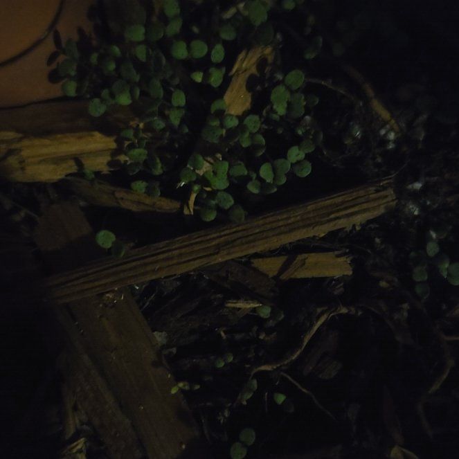 Photo of the plant species California Bluebell by @NewRosebush41 named Queen on Greg, the plant care app