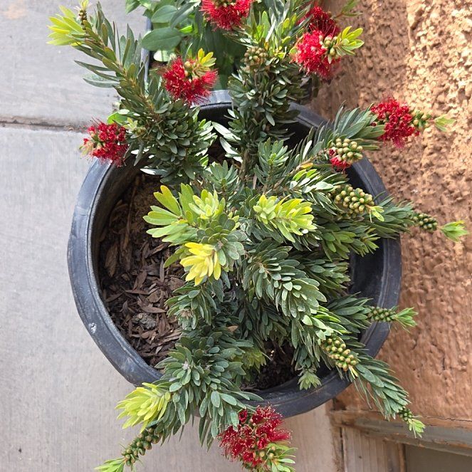 Photo of the plant species Crimson Bottlebrush by @NewRosebush41 named Scarlett on Greg, the plant care app