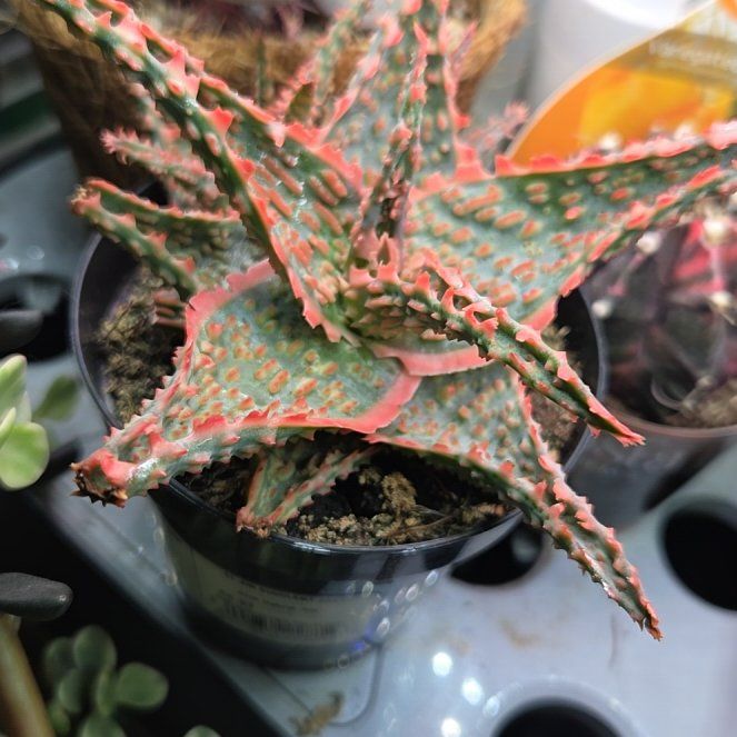 Photo of the plant species Aloe Oik by @NewRosebush41 named Sol on Greg, the plant care app