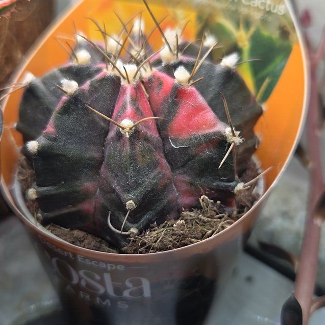 Photo of the plant species Moon Cactus by @NewRosebush41 named Luna on Greg, the plant care app