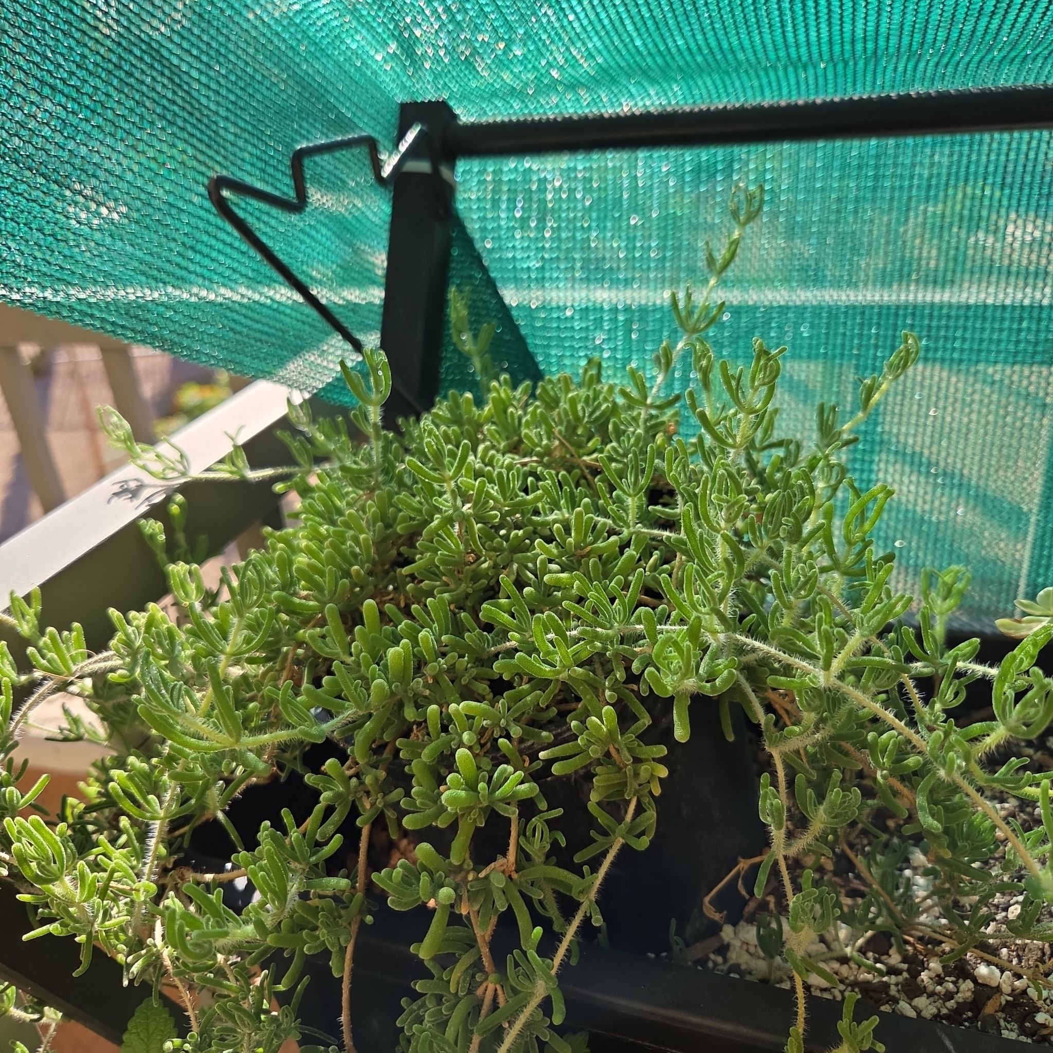 Photo of the plant species Desert Ice Plant by @NewRosebush41 named Patsy on Greg, the plant care app