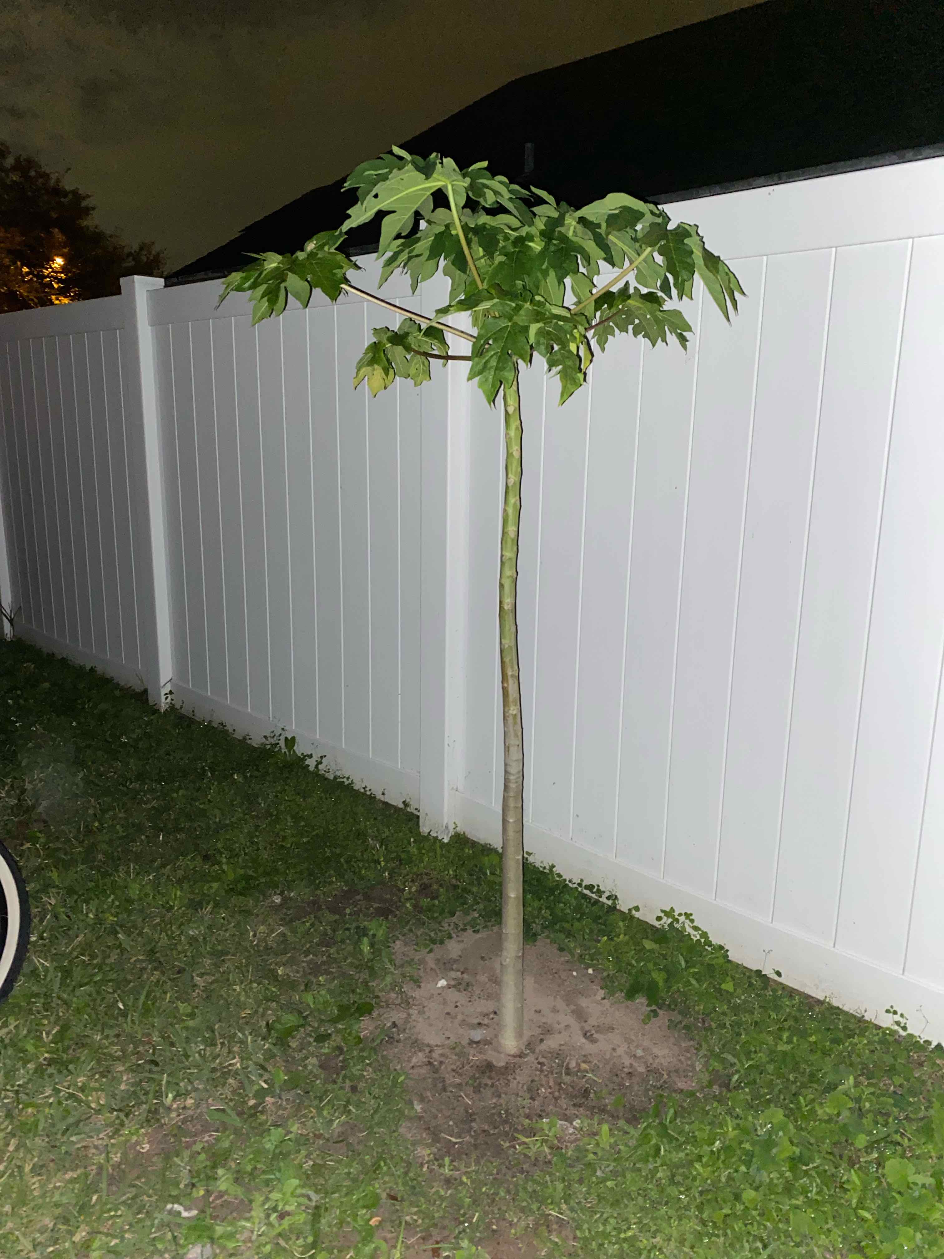 Plant care for Mountain Papaya on Greg, the plant care app