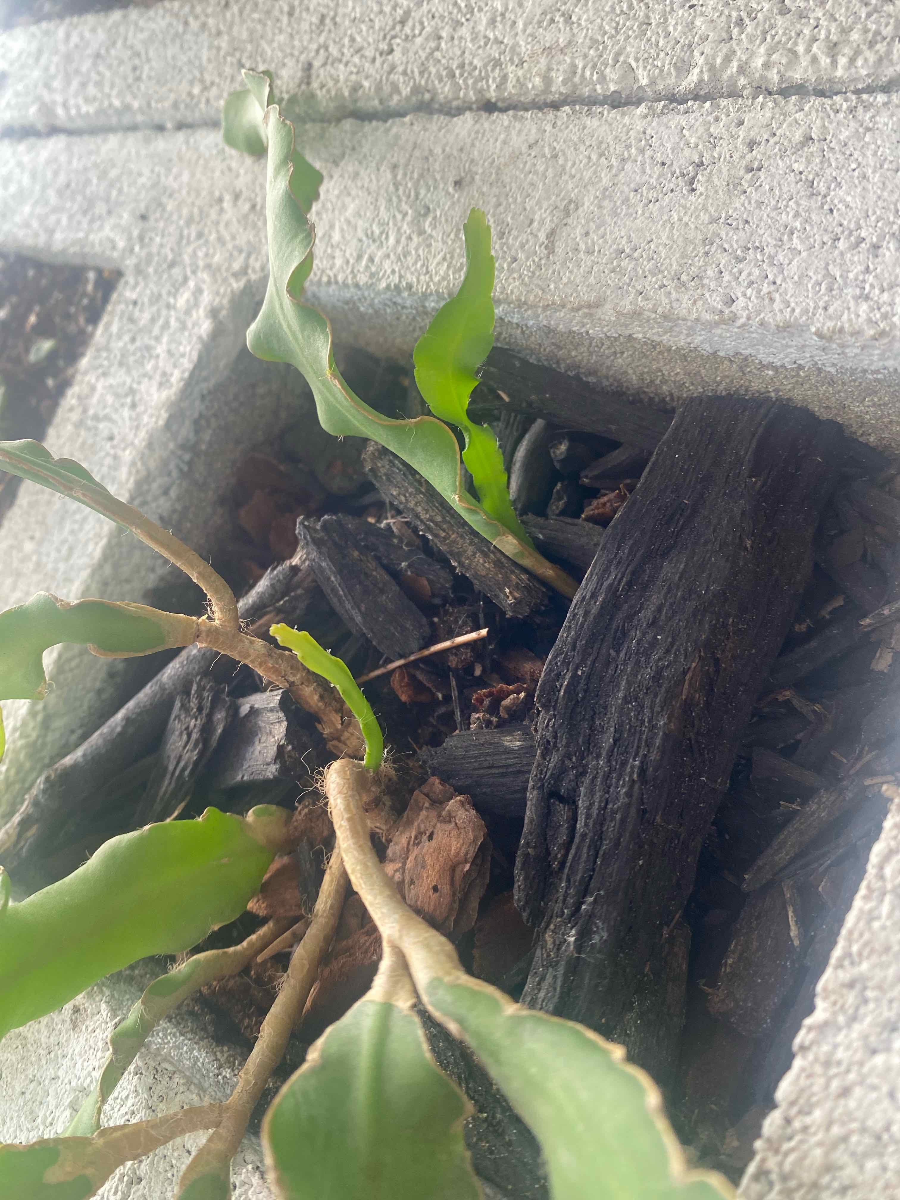 Curly Locks Orchid Cactus in a concrete block with visible soil and wooden mulch. Some leaves are browning and yellowing.