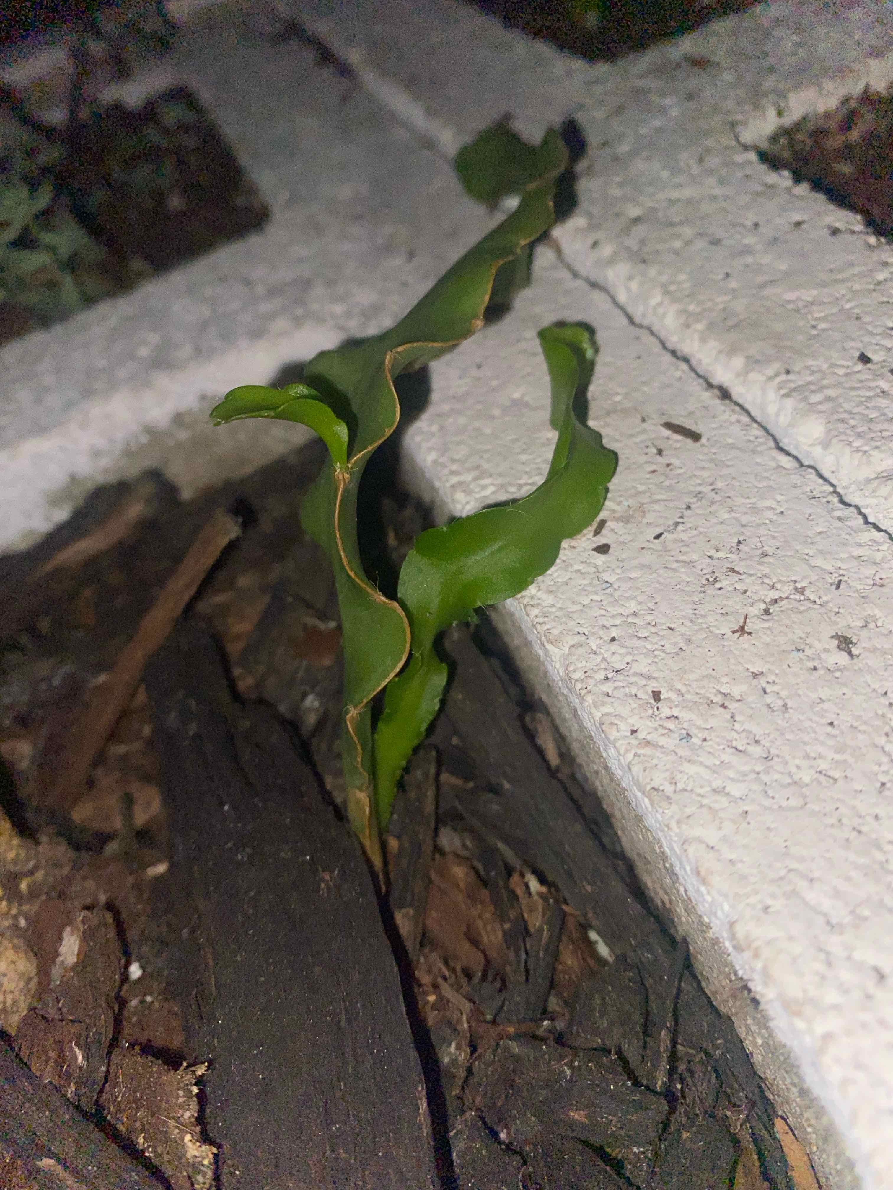 Curly Locks Orchid Cactus with curly green leaves and slight browning at the edges, growing in soil with mulch.