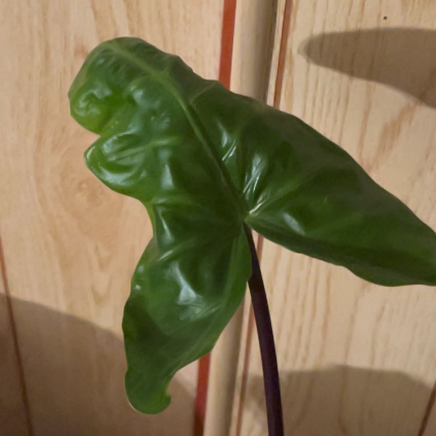 Photo of the plant species Pharaoh Mask by @Allthingsplant named Leonardo on Greg, the plant care app