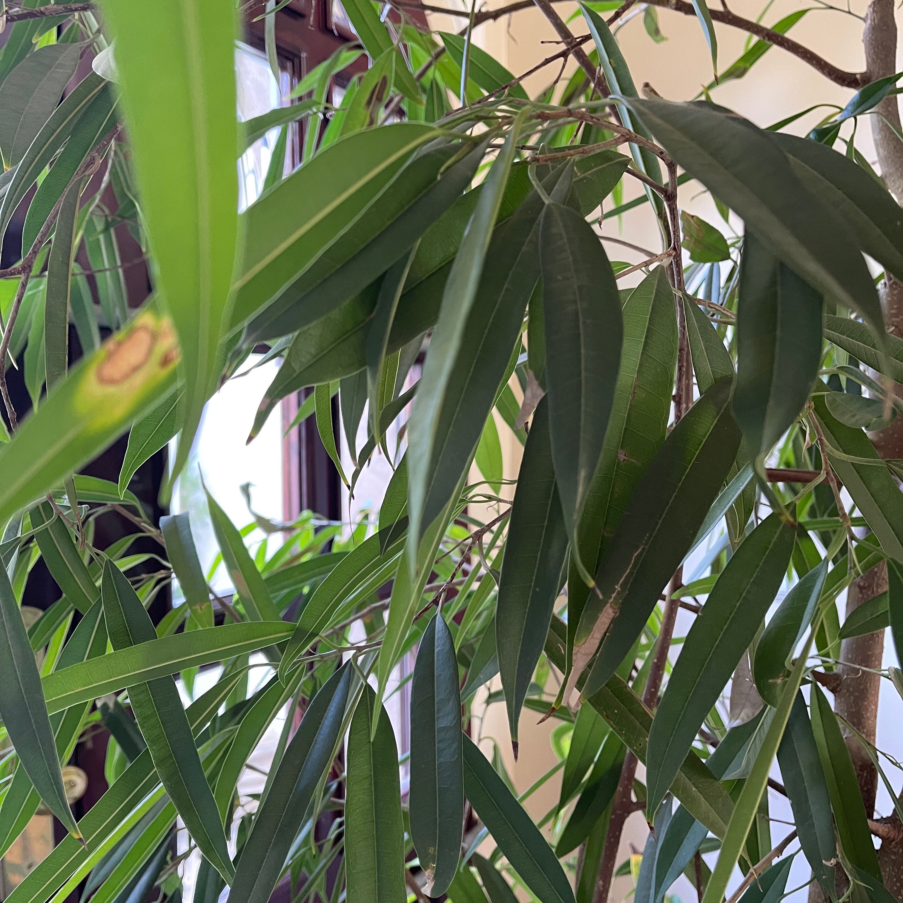 Your plant