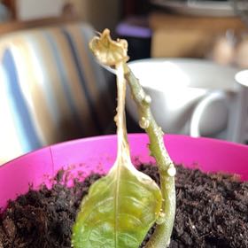 Photo of the plant species Parrot Impatiens by @VeraciousSedum7 named Planty on Greg, the plant care app