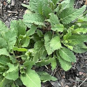 Photo of the plant species Meadow Sage by @HappyPlants715 named Osmo on Greg, the plant care app