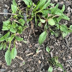 Photo of the plant species Sheep Sorrel by @HappyPlants715 named Elina on Greg, the plant care app