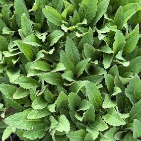 Photo of the plant species Hummingbird Sage by @HappyPlants715 named ChloroPhil on Greg, the plant care app
