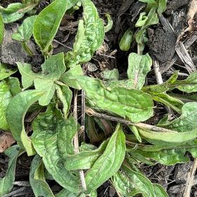 Photo of the plant species Common Hound's-Tongue by @HappyPlants715 named Gomez on Greg, the plant care app