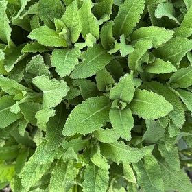 Photo of the plant species Hummingbird Sage by @HappyPlants715 named Tolkien on Greg, the plant care app