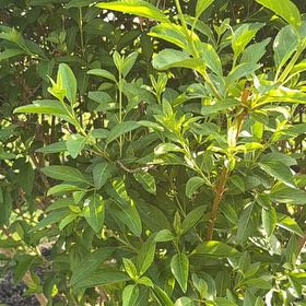 Photo of the plant species Border Forsythia by @HappyPlants715 named Harry on Greg, the plant care app