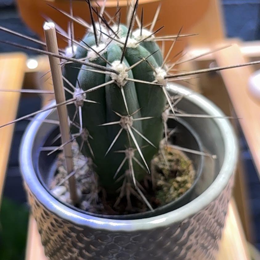 Photo of the plant species Toothpick Cactus by @HappyPlants715 named Mollie on Greg, the plant care app