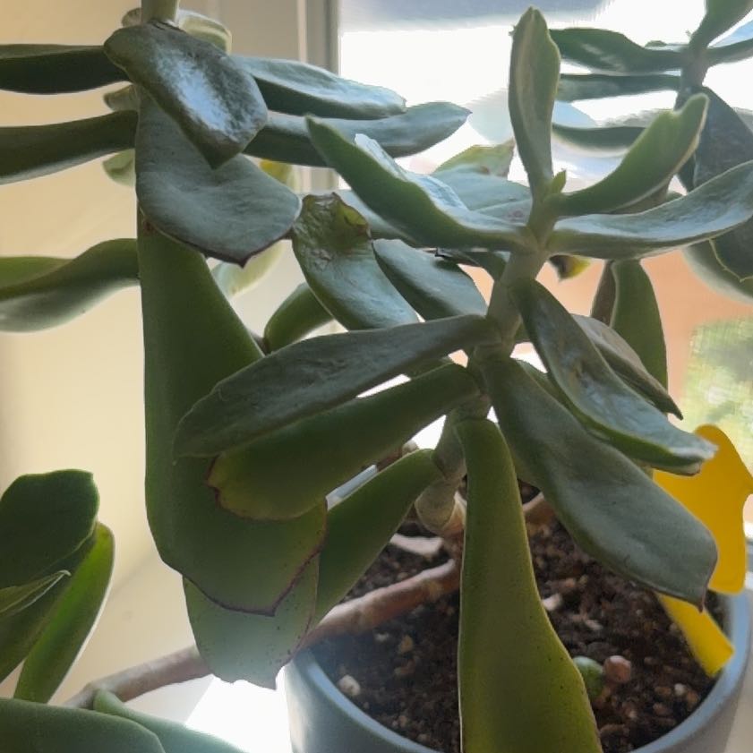 Photo of the plant species Tree Stonecrop by @Feather13 named Queen on Greg, the plant care app
