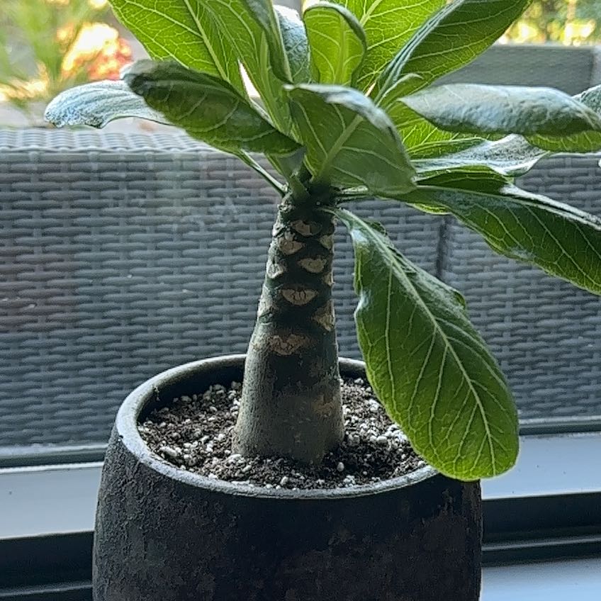 Photo of the plant species Hawaiian Palm by @MarianaLozano named Sonora on Greg, the plant care app