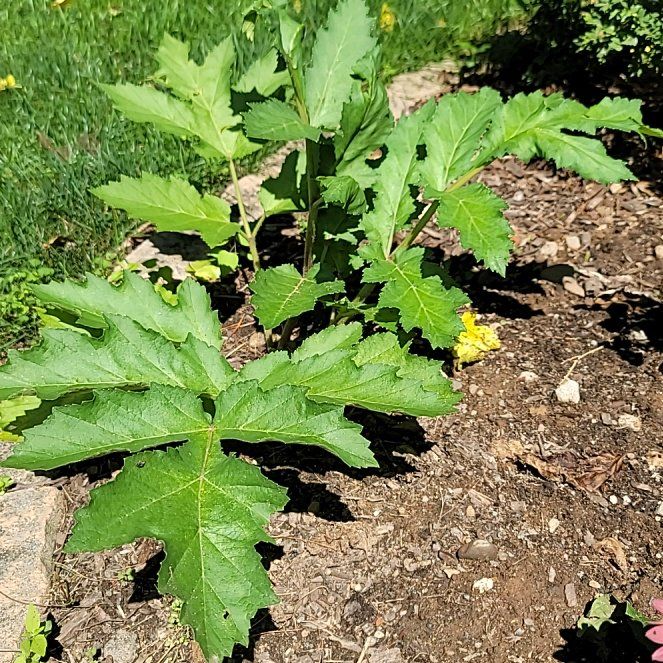 Photo of the plant species Eltrot by @ZestRedlion84 named Elina on Greg, the plant care app
