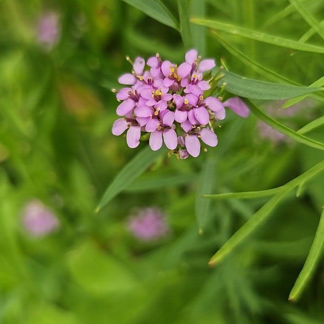 Photo of the plant species Iberis Umbellata by @CharmingSoursop named Spike Leaves on Greg, the plant care app