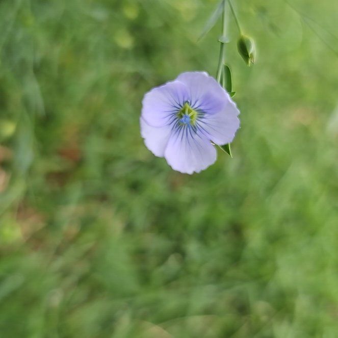 Photo of the plant species Common Flax by @CharmingSoursop named Messi on Greg, the plant care app