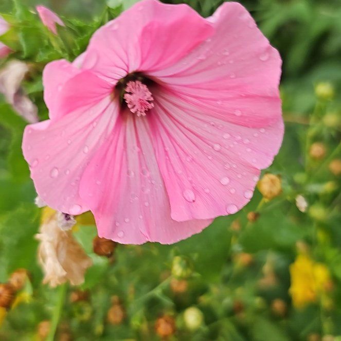 Photo of the plant species Royal Mallow by @CharmingSoursop named Coco on Greg, the plant care app