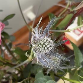 Photo of the plant species Eryngo by @FitAlfalfa38 named Plato on Greg, the plant care app