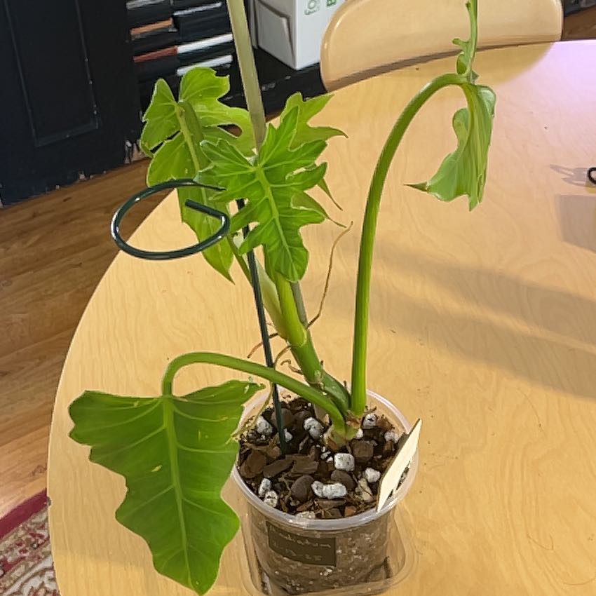 Photo of the plant species Philadendron Radiatum by @ManyTearose18 named Lavender on Greg, the plant care app