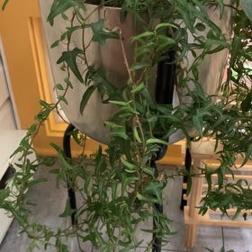 Photo of the plant species Spearpoint Ivy by @WizardStargilia named Doja Cat on Greg, the plant care app