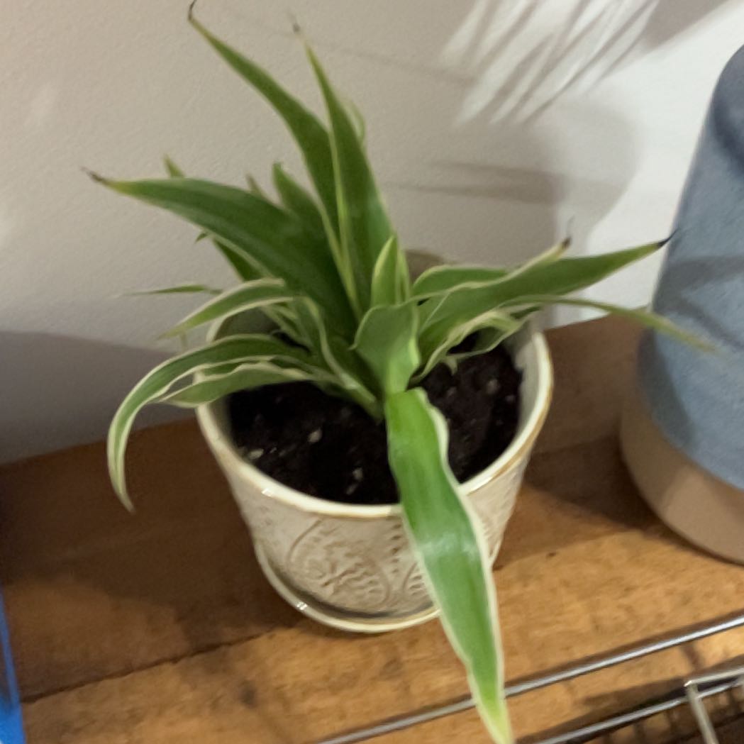 Photo of the plant species Variegated Spider Plant by @WizardStargilia named Tree Diddy on Greg, the plant care app