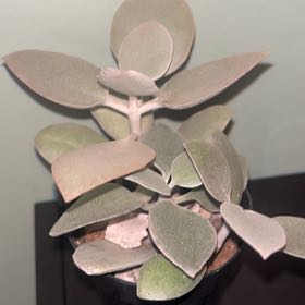 Photo of the plant species Silver Teaspoons by @UnfailingFern1 named Demi on Greg, the plant care app