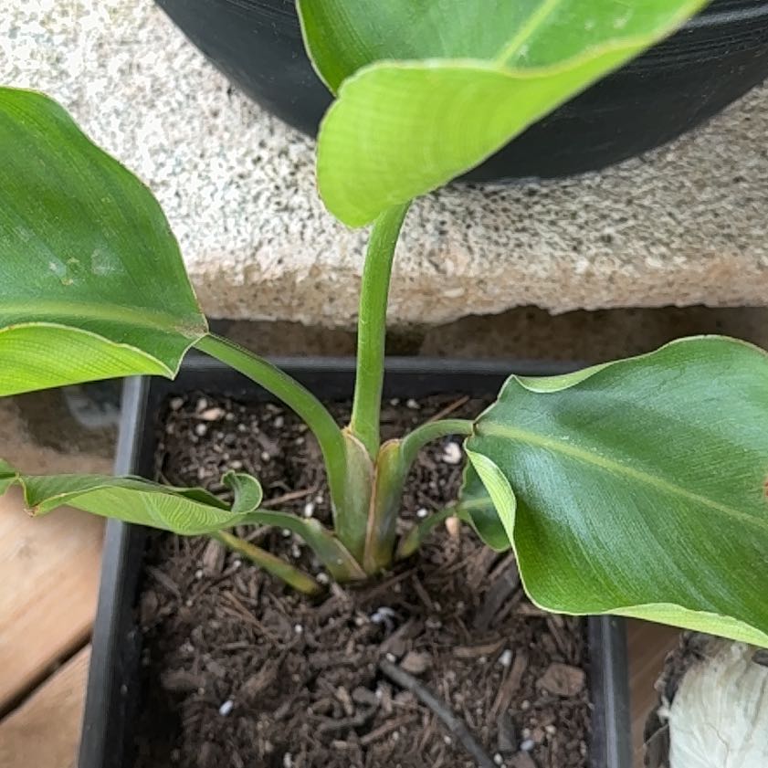 Photo of the plant species Variegated Shell Ginger by @MagicalFlax14 named Aristotle on Greg, the plant care app
