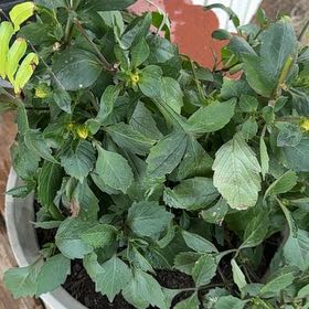 Photo of the plant species Garden Dahlia by @MagicalFlax14 named Sproutacus on Greg, the plant care app