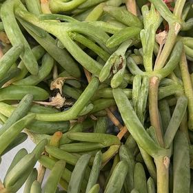 Photo of the plant species Fingertips by @MagicalFlax14 named Kendall on Greg, the plant care app