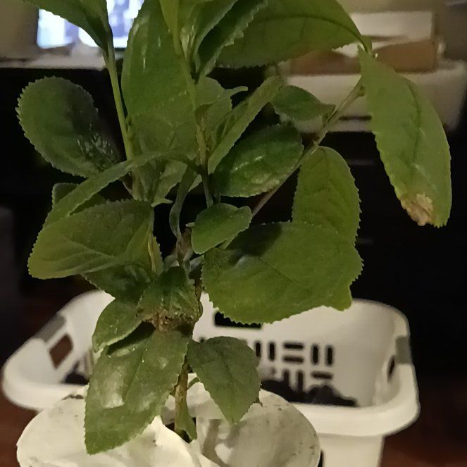 Photo of the plant species Mahoe by @VerifiedGrass52 named Messi on Greg, the plant care app