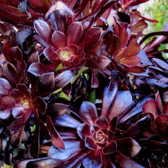 Photo of the plant species Aeonium 'Black Rose' by @Succulents named Marilyn on Greg, the plant care app