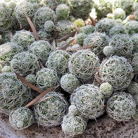 Photo of the plant species Pineapple Cactus by @Succulents named Aria on Greg, the plant care app