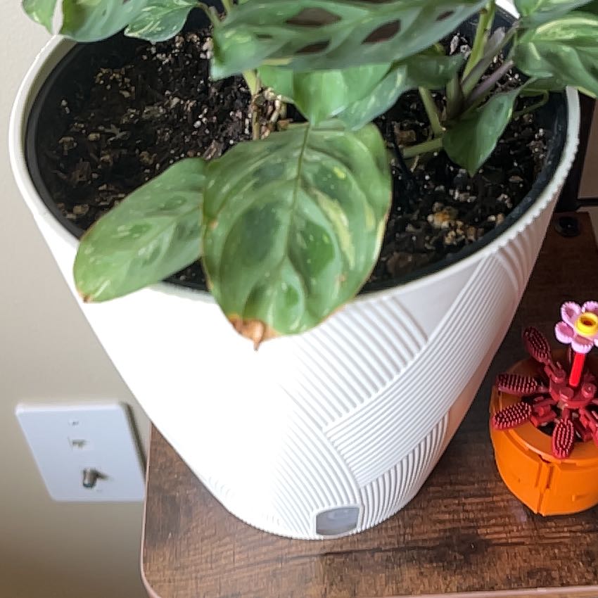 Photo of the plant species Prayer Plant by @ClearcutPurei26 named Carl Lentz on Greg, the plant care app