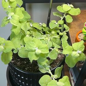 Photo of the plant species Helichrysum 'Limelight' by @ClearcutPurei26 named Karen on Greg, the plant care app