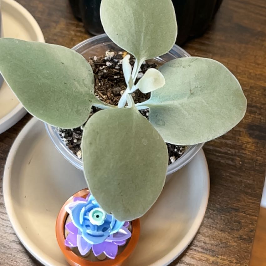 Photo of the plant species Silver Spoon by @ClearcutPurei26 named Nepo Baby on Greg, the plant care app