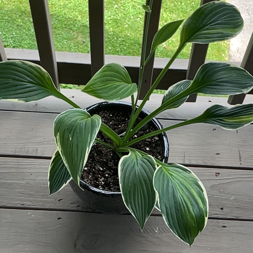 Photo of the plant species Sun Hosta by @ClearcutPurei26 named Hoss on Greg, the plant care app