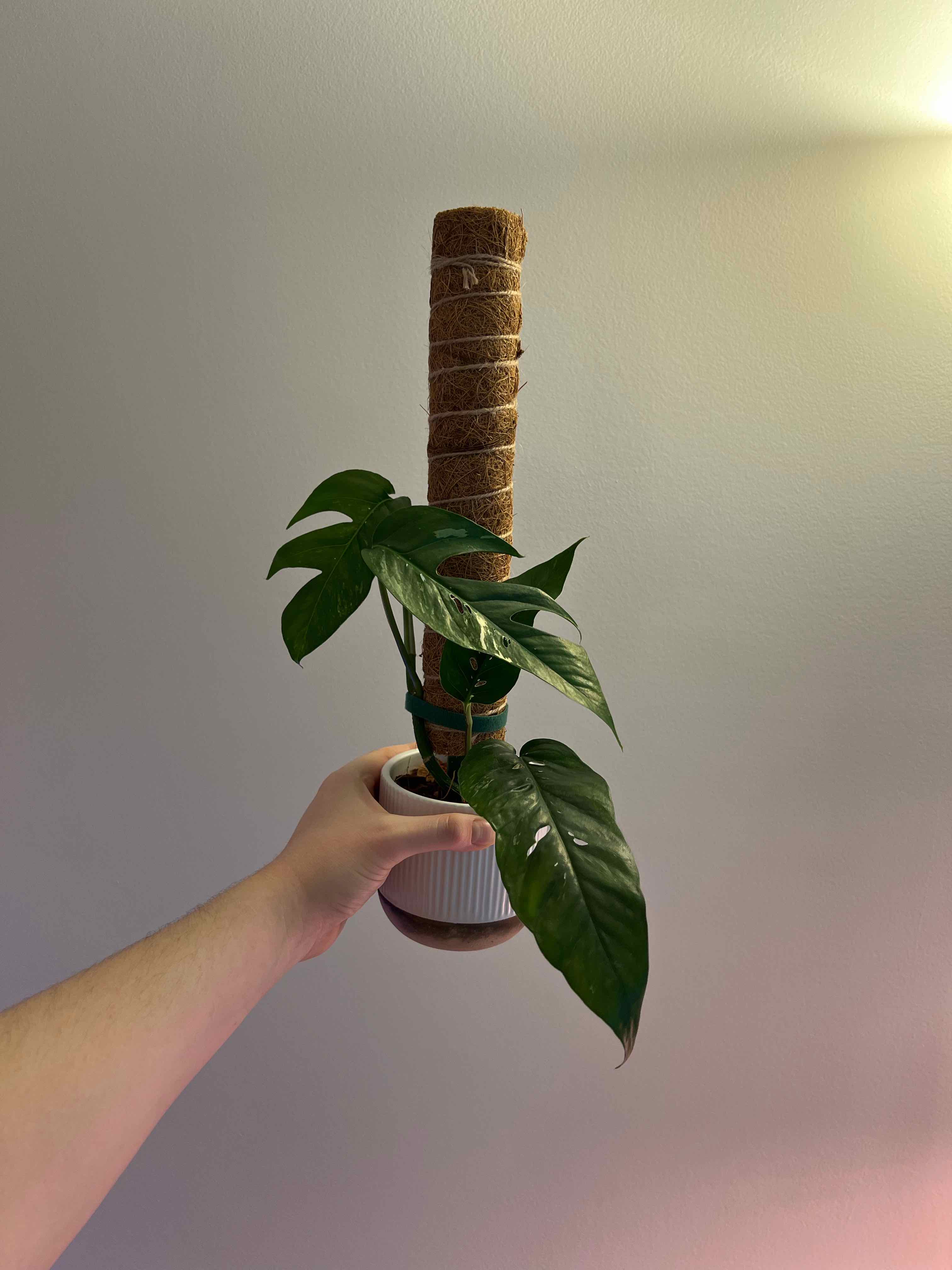 Variegated Epipremnum pinnatum plant supported by a moss pole, held by a hand.