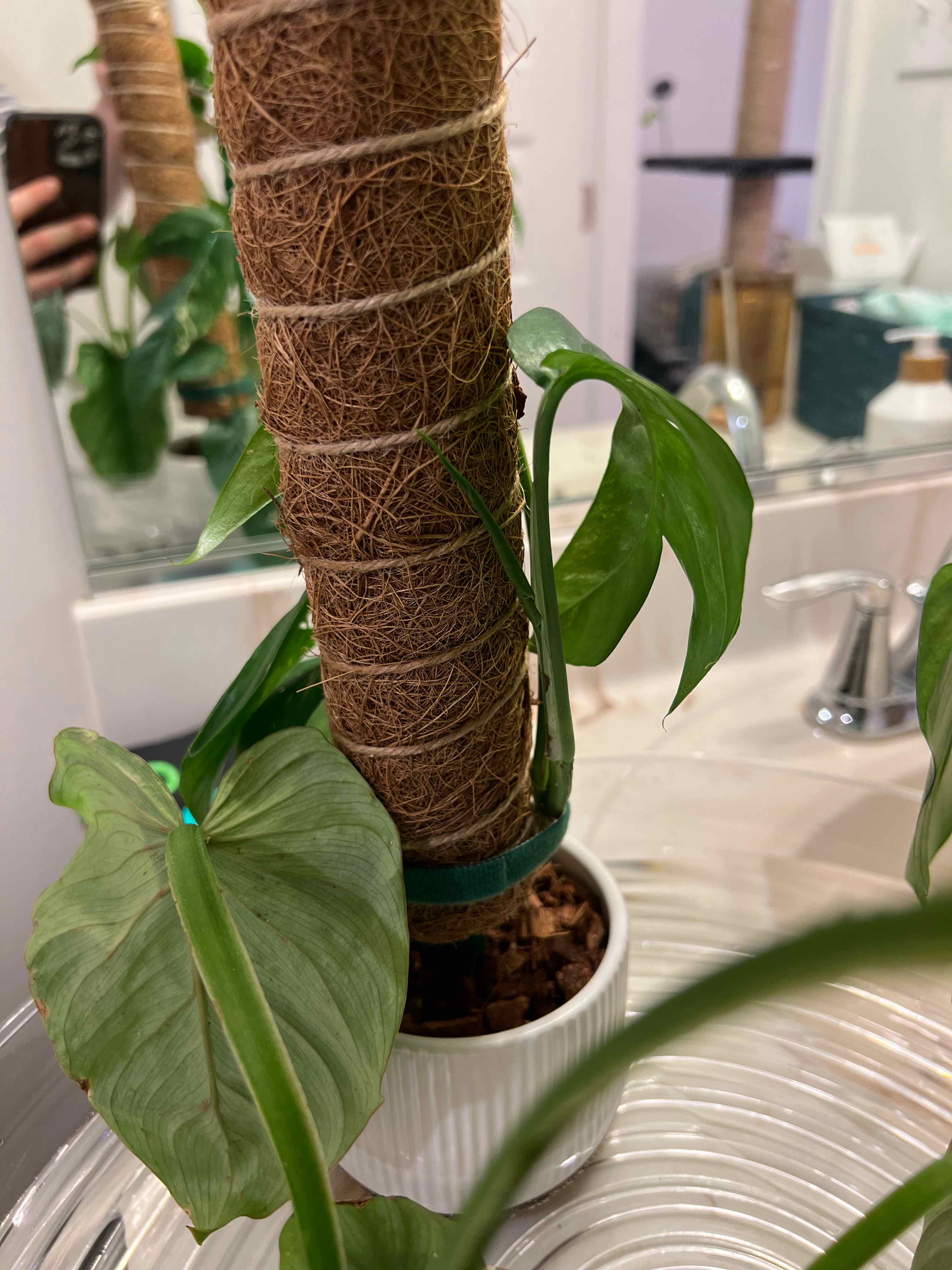 Variegated Epipremnum pinnatum plant supported by a moss pole in a white pot indoors.